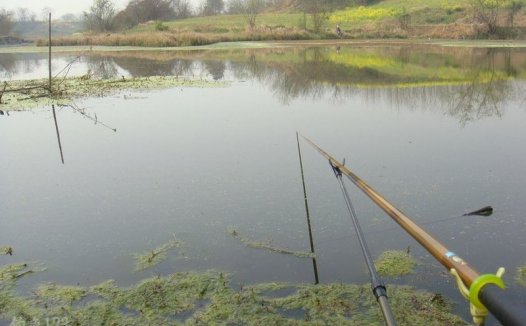 菜花黄钓鱼忙探钓荆门张场野河荡