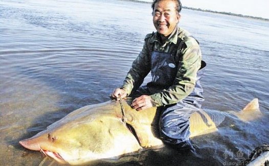 史上罕见！黑龙江渔民捕获900斤超大鳇鱼