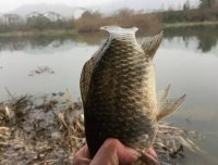 只用2种材料泡制的钓鱼药酒！钓鲫鱼效果显著