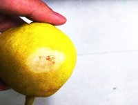 突发奇想，用水果做窝料，半日渔获11斤，适合高温天使用