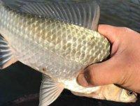 秋天太热，用我这特效饵，鲫鱼爆护