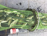 冬季配饵有秘诀，加虾粉、红虫还不够，选对腥饵才好用又省钱