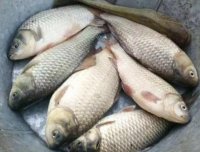 夏季钓鲫鱼这款饵料可以试试