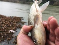 轻口鱼难钓？按我的方法做一钓一个准