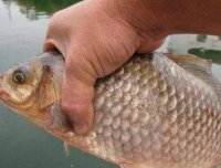 水面鱼星满满，水底却无鱼吃饵，是什么原因