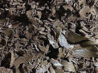 菜籽饼不脱毒打窝不能用吗