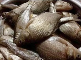 自用钓鱼窝料配方分享，半天渔获38斤，感兴趣的拿走不谢