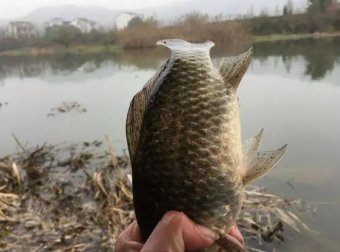 只用2种材料泡制的钓鱼药酒！钓鲫鱼效果显著