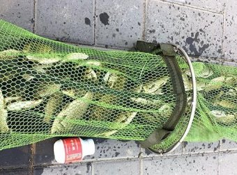 冬季配饵有秘诀，加虾粉、红虫还不够，选对腥饵才好用又省钱