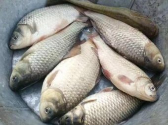 夏季钓鲫鱼这款饵料可以试试
