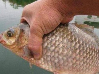 水面鱼星满满，水底却无鱼吃饵，是什么原因