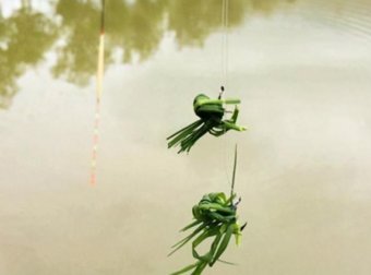 秋天变冷，大草鱼就不上钩？赶紧试试这特效饵
