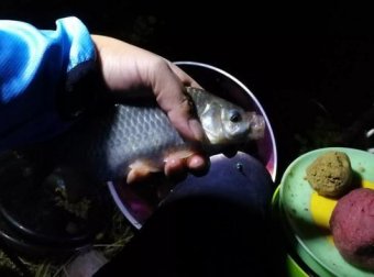 老钓友告诉你：记住这几招，浅水一样钓大鱼