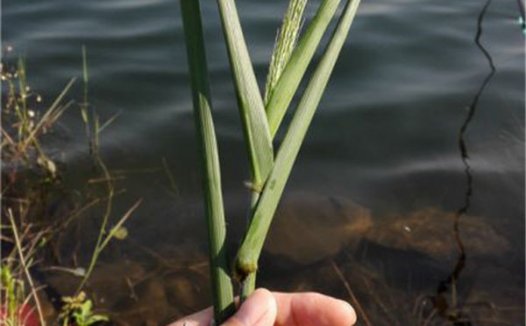 秋天野河使用嫩草做饵垂钓大草鱼大鲮鱼