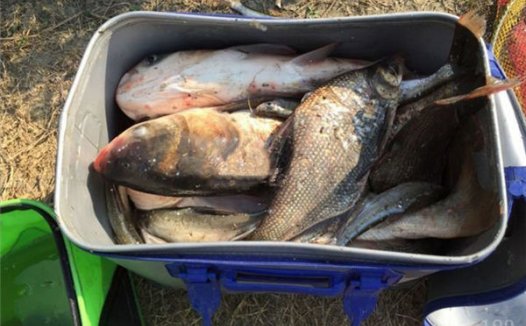 金秋沙家浜鱼塘手竿爽拉80余斤鲢鳙鱼