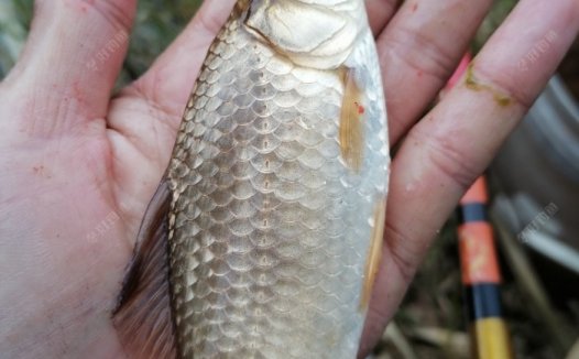 钓鱼玩转老三样，钓鱼不再难，细说蓝鲫，速攻，九一八