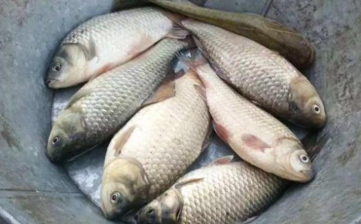 夏季钓鲫鱼这款饵料可以试试
