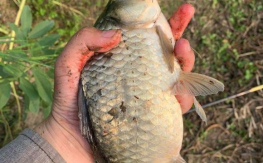 深秋钓大板鲫攻略，饵料自制的表现好，配方以及技巧分享