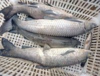 自制钓鱼窝料配方，无偿奉献给大家