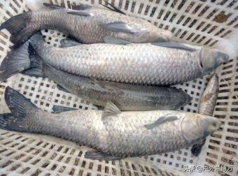 自制钓鱼窝料配方，无偿奉献给大家