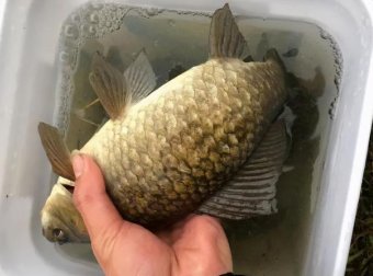 天越冷此钓法越有效，野钓巧打隔夜窝